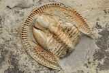 Trinucleid (Declivolithus) Trilobite - Mecissi, Morocco #227872-5